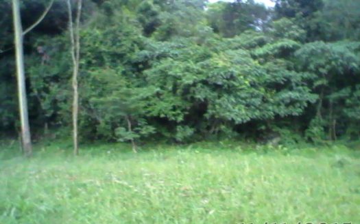 Chacara 12 Hectares Teototnia Frente RS 453