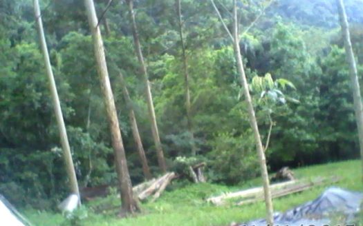 Chacara 12 Hectares Teototnia Frente RS 453