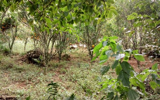 Chacara 12 Hectares Teototnia Frente RS 453