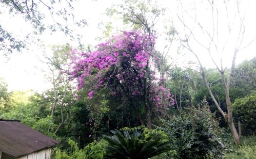 Chacara 12 Hectares Teototnia Frente RS 453