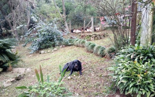 Chacara 12 Hectares Teototnia Frente RS 453